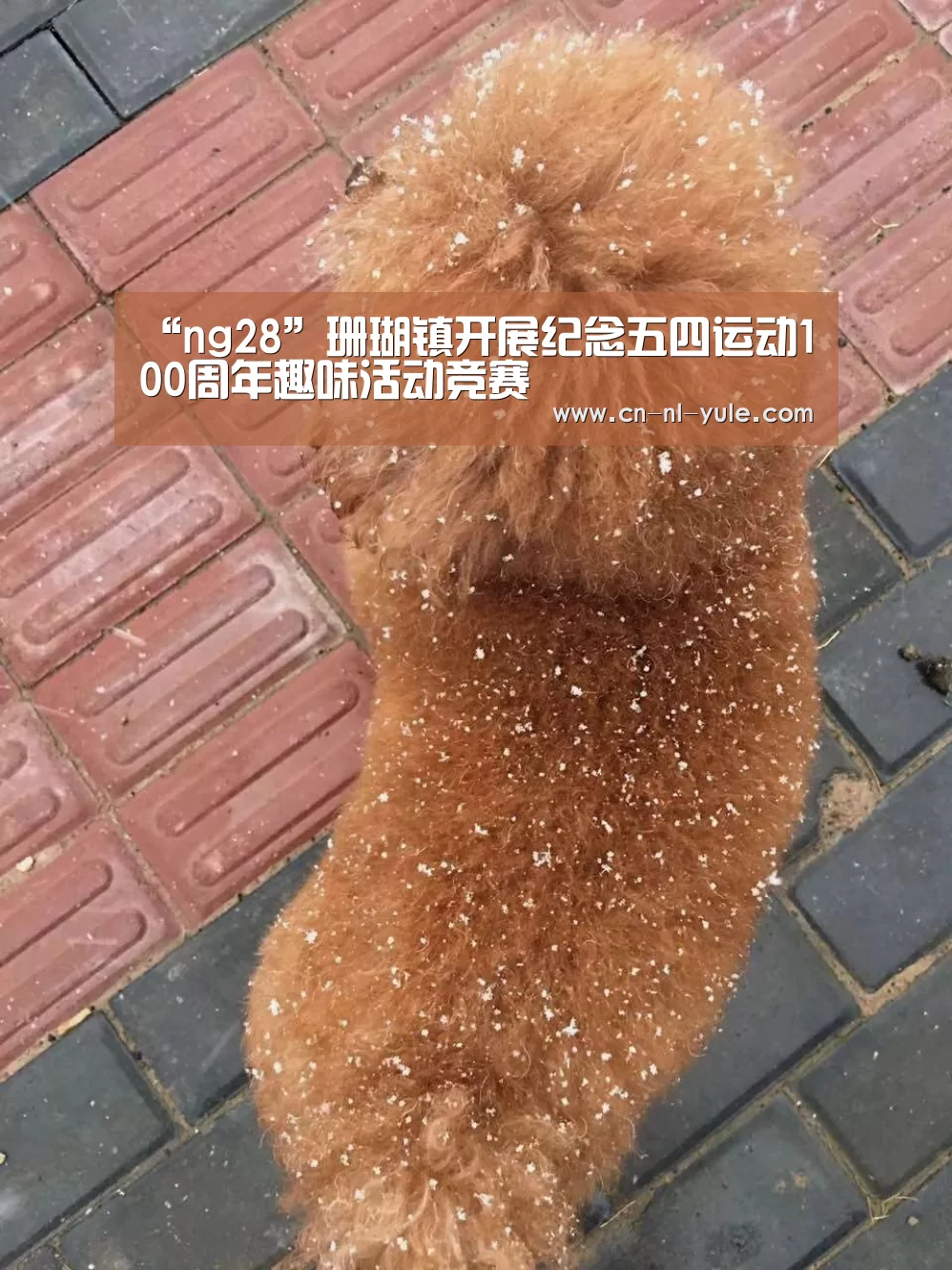 “ng28”珊瑚镇开展纪念五四运动100周年趣味活动竞赛(图2) ng娱乐